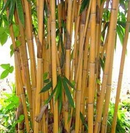 Jual Tanaman Bambu kuning