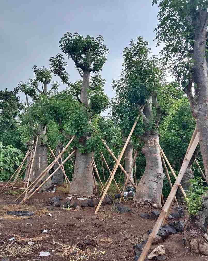 Jual Tanaman Baobab kaki gajah