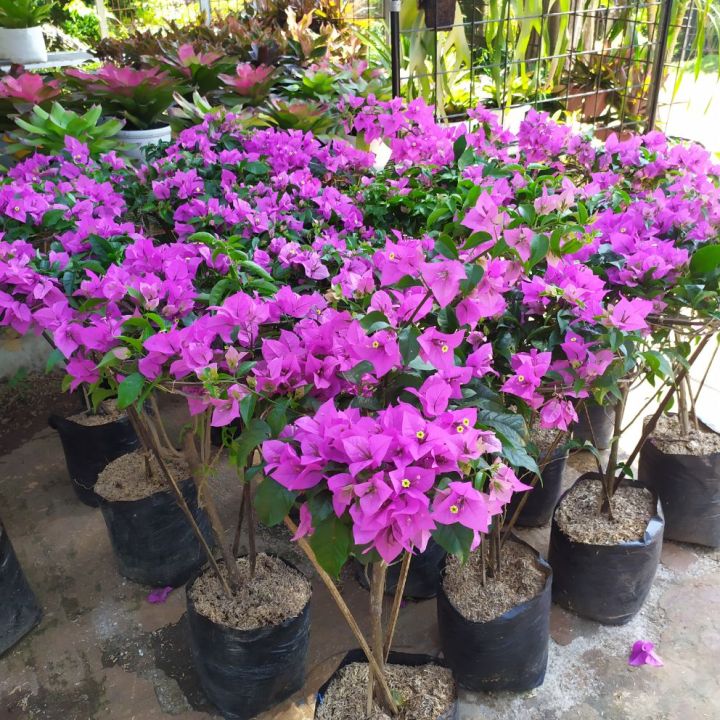 Jual Tanaman Bougenville