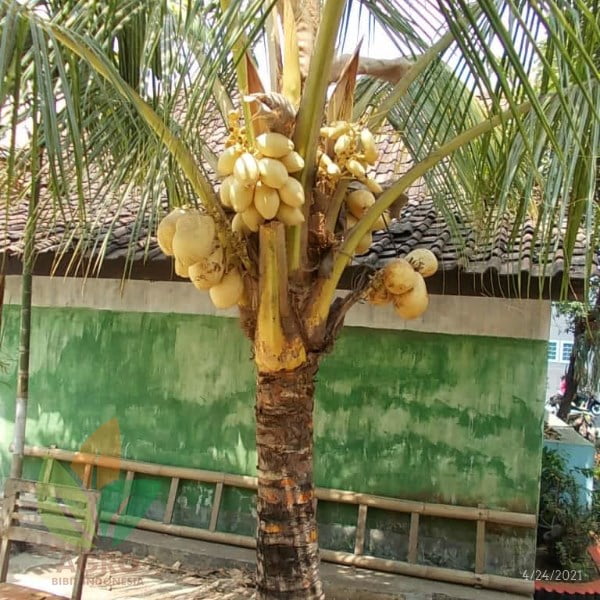 Jual Tanaman Kelapa kuning dan hijau