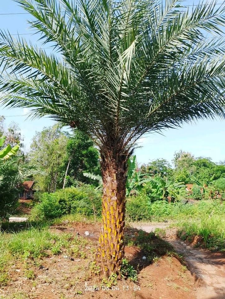 Jual Tanaman Palem Kenari