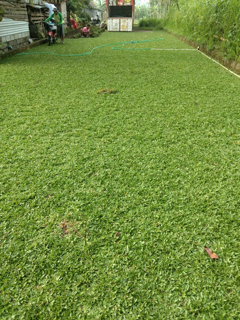 Jual Rumput gajah mini dan jepang